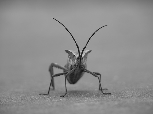 ../../_images/stinkbug.png